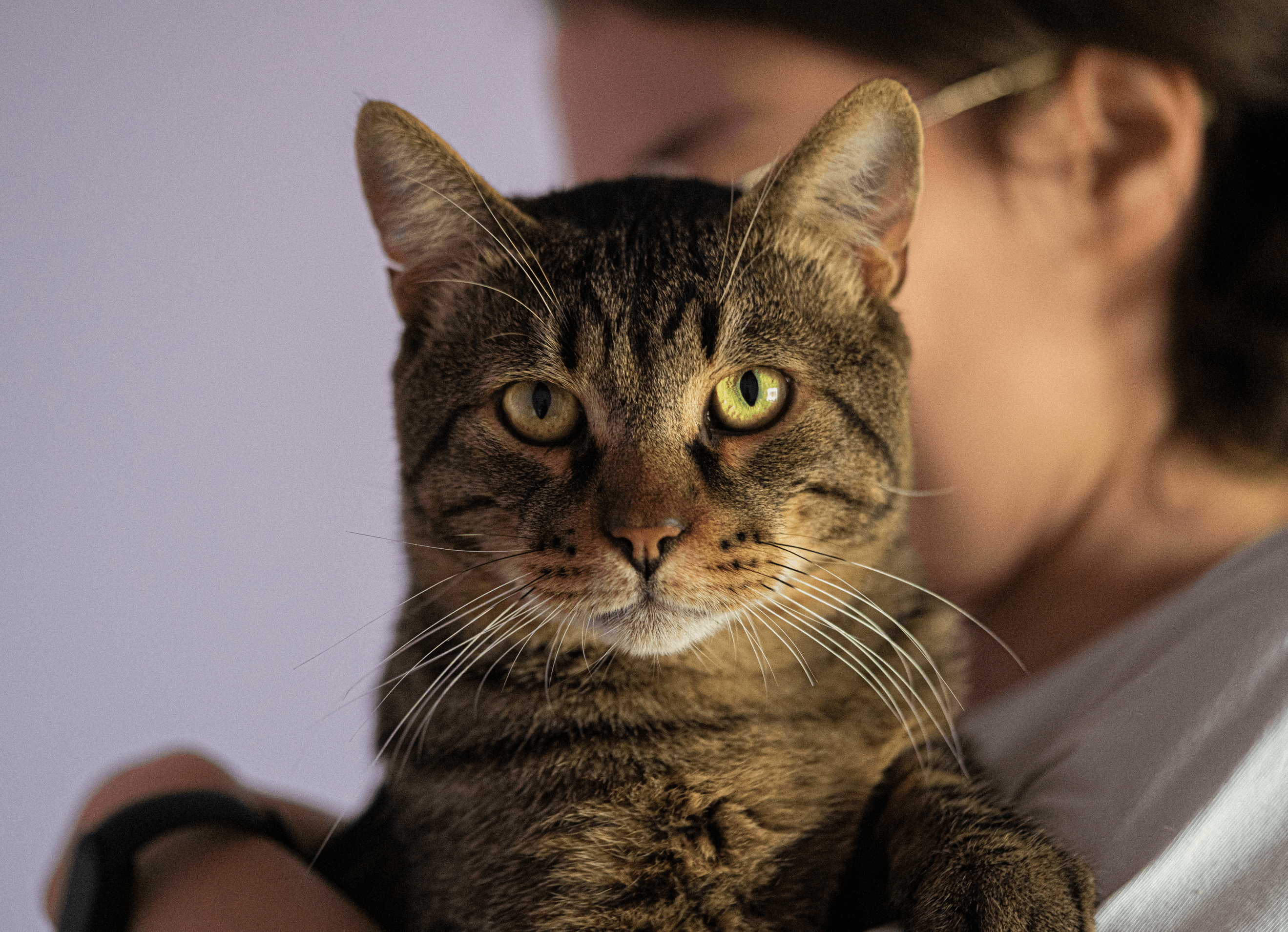 Куратор гладит котёнка