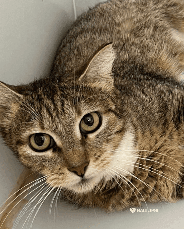 Котёнок Дория