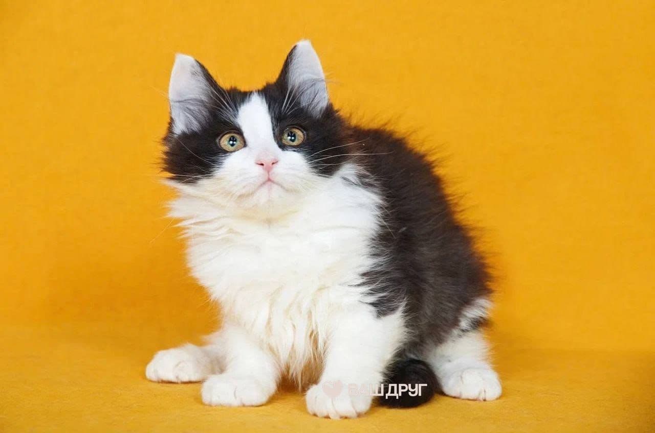 Котёнок Мия