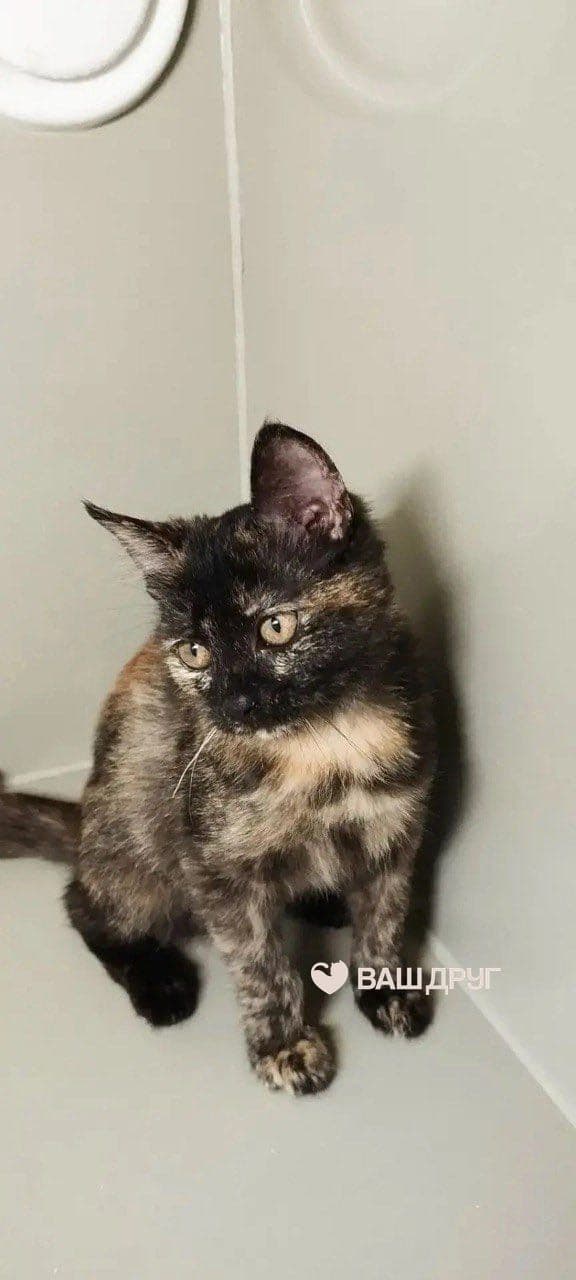 Котёнок Молекула