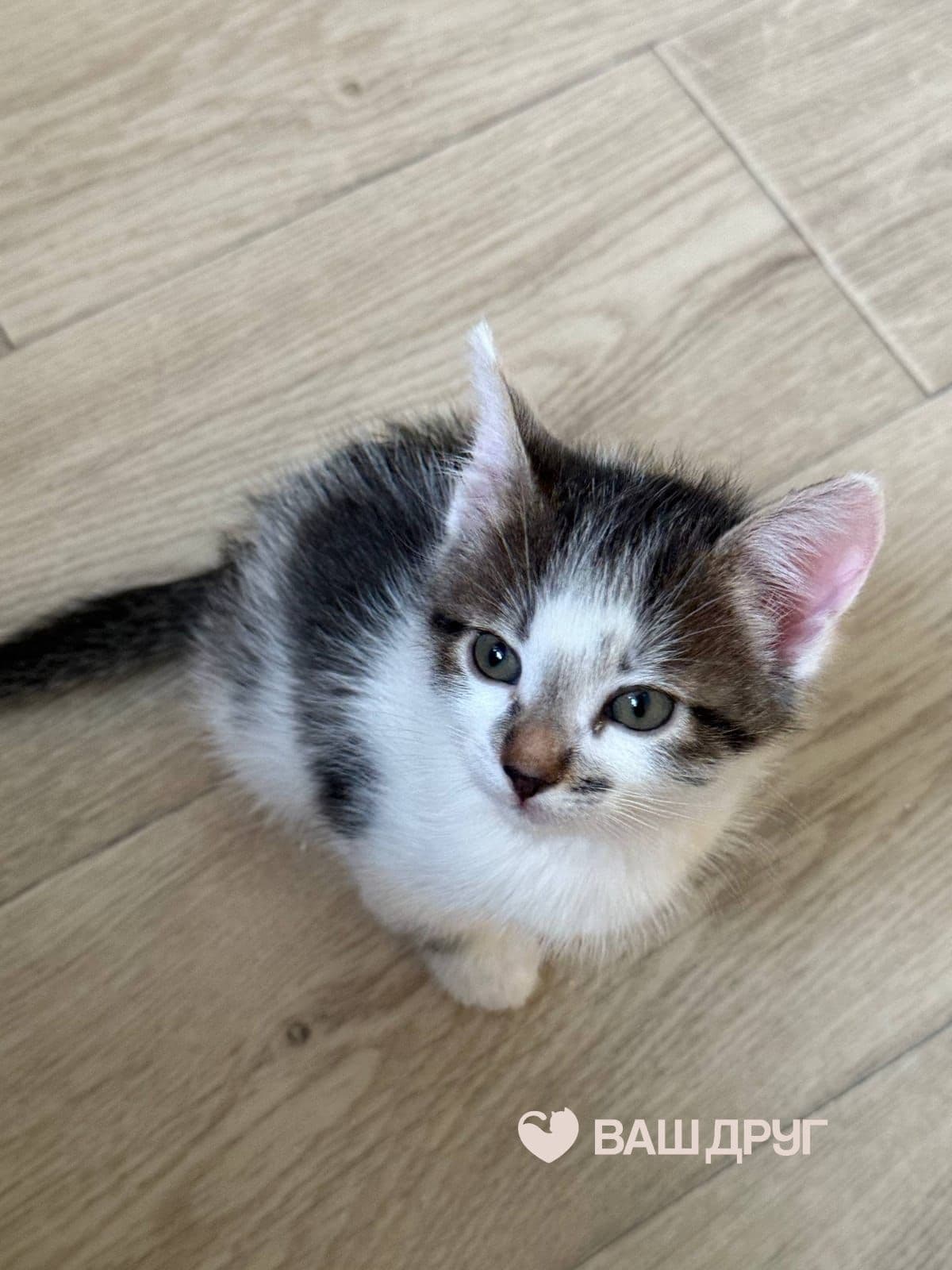 Котёнок Пиксель