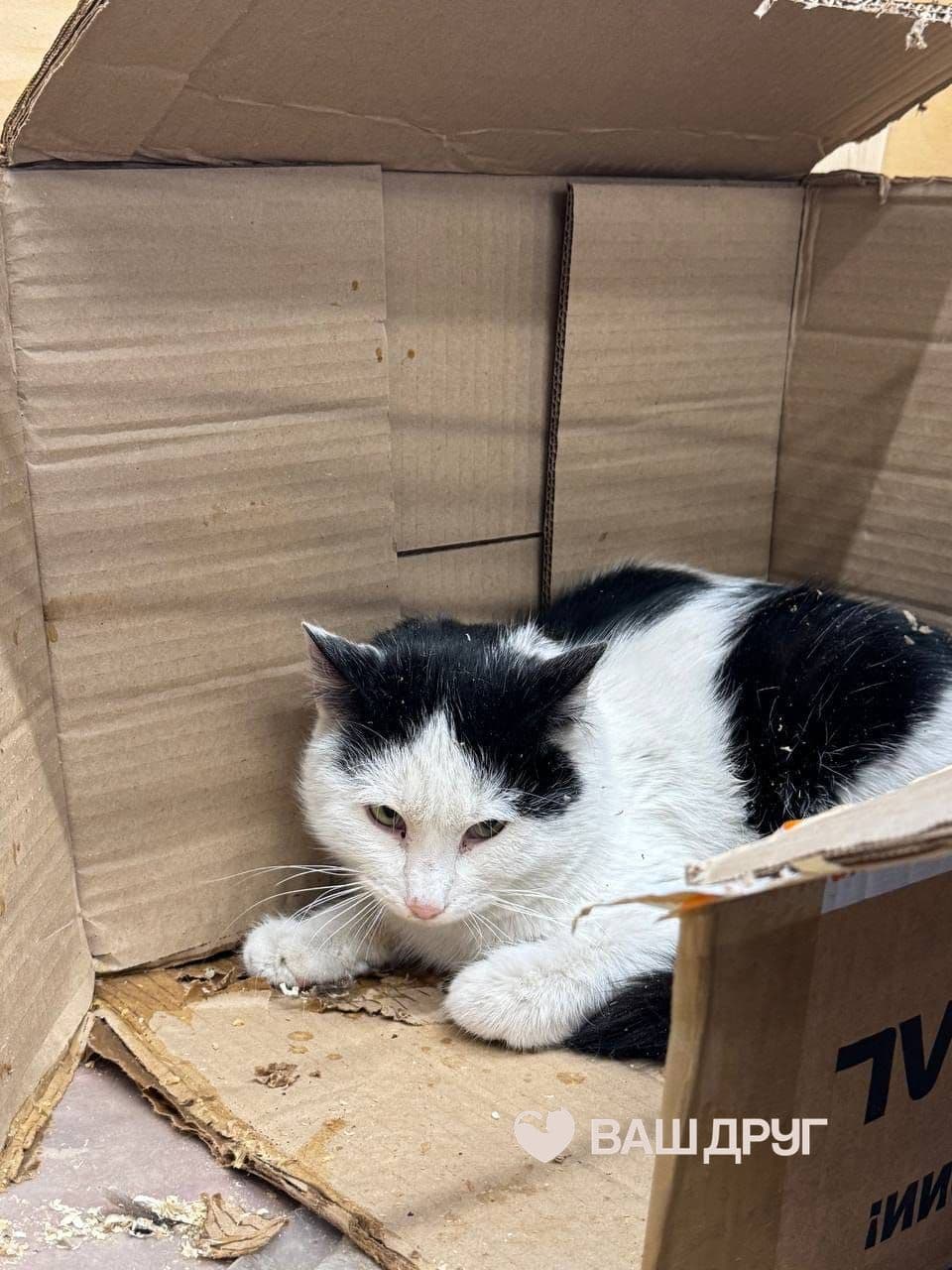 Котёнок Тюльпан