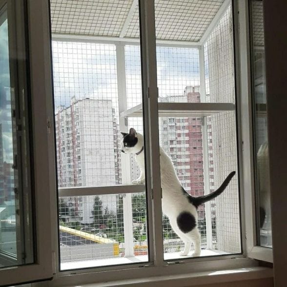 Антикошка — не мелочь, а спасение!