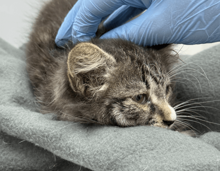 Что делать, если вы нашли кошку в беде?