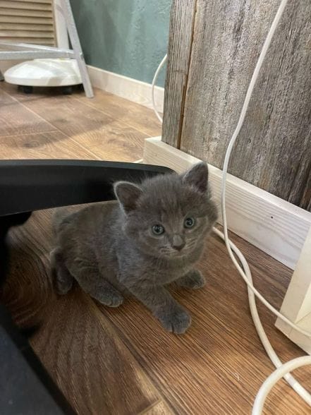 Как подготовить дом к приезду животного?