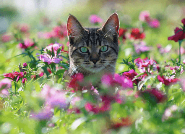 Как подготовить кошку к летнему сезону?