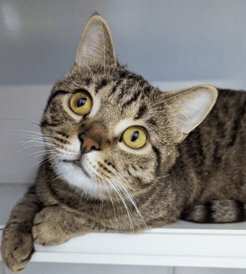 Как познакомить кота с другими питомцами?