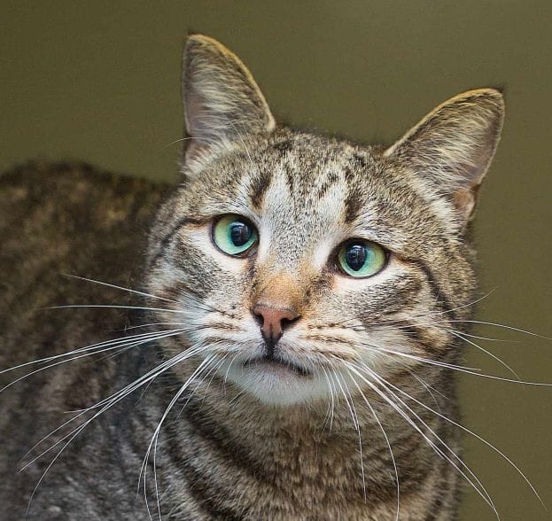 Как правильно кормить кошку?