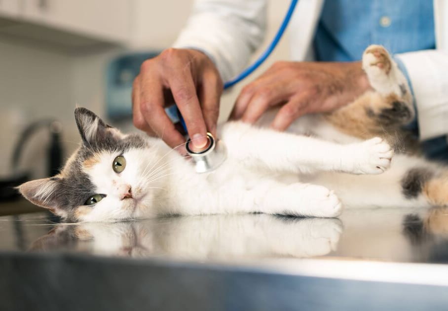 Как проверить здоровье кошки или что такое чекап здоровья кошки?