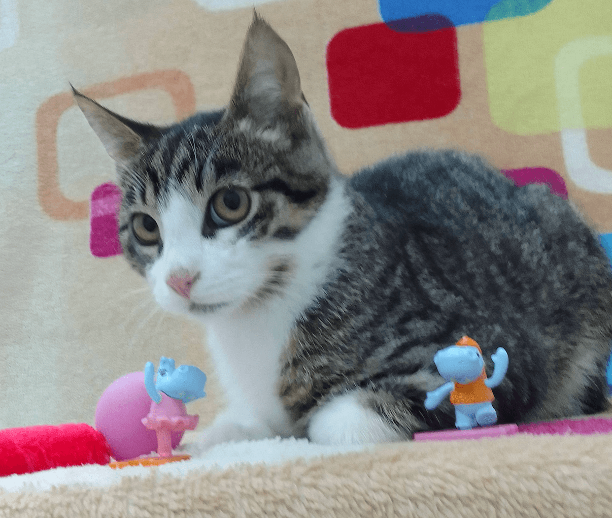 Как ухаживать за зубами кошки?