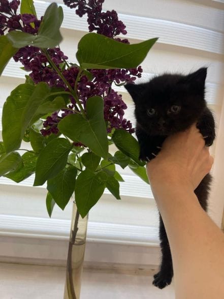 Как выбрать подходящего кота для вашей семьи?