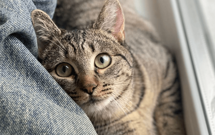 Почему кошка точит когти, когда вас видит?