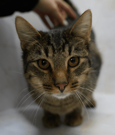 Почему кошки любят выходить в подъезд?