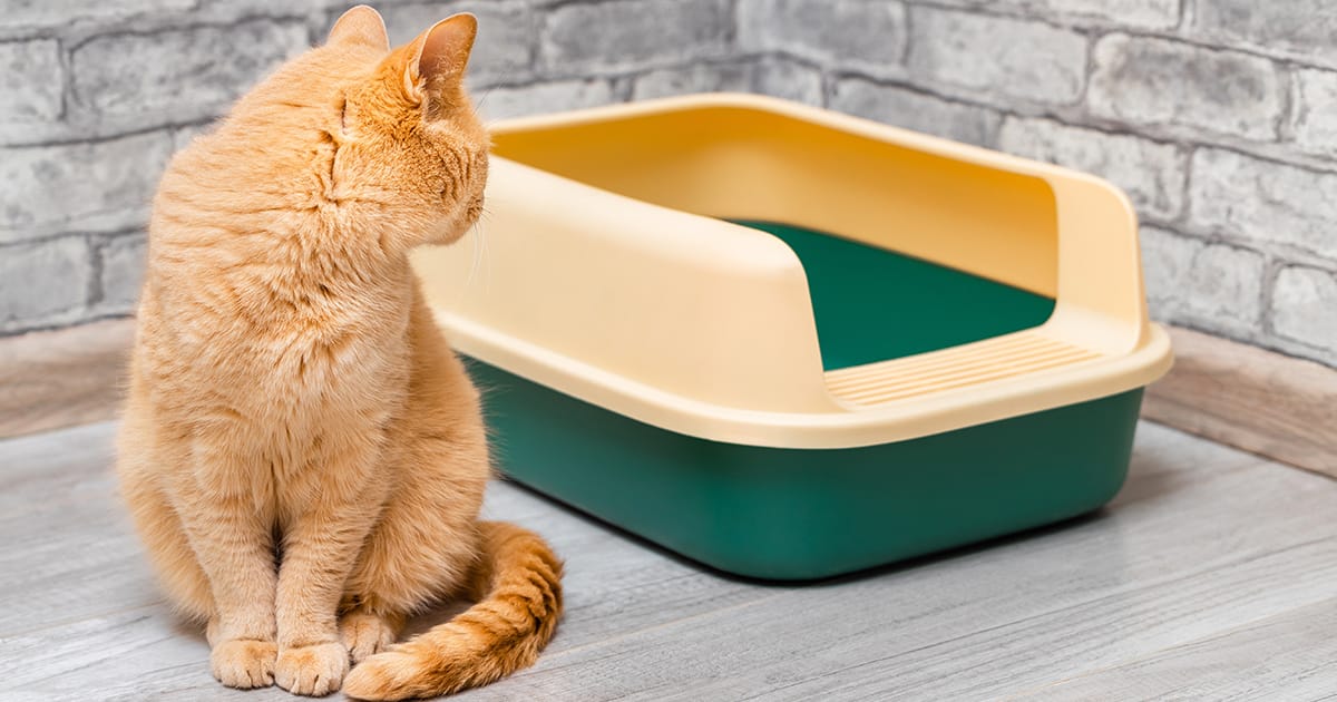 Почему кошки носятся до и после туалета?