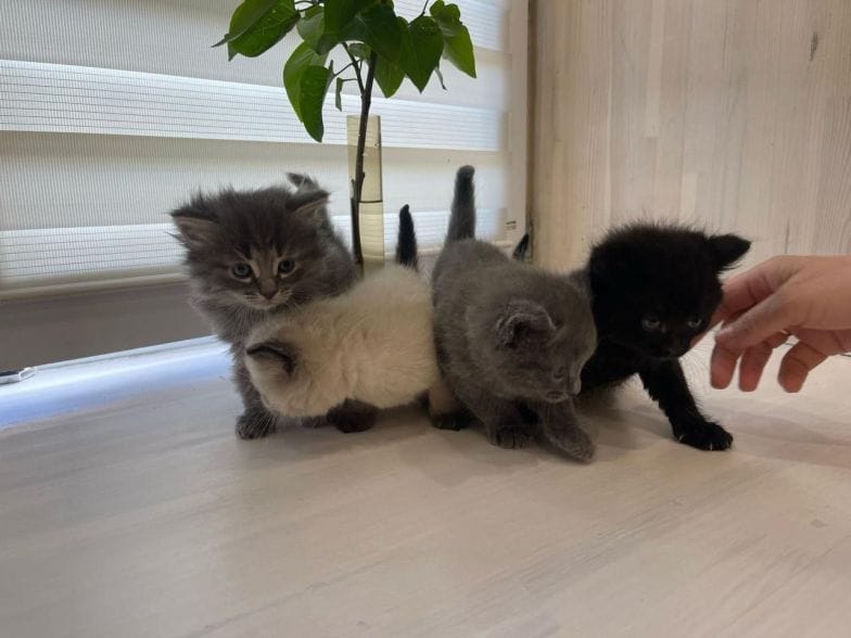 Психотипы кошек