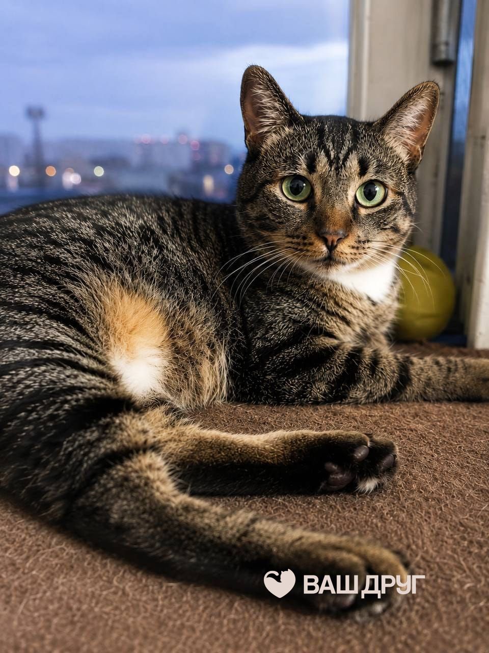 Котёнок Честер