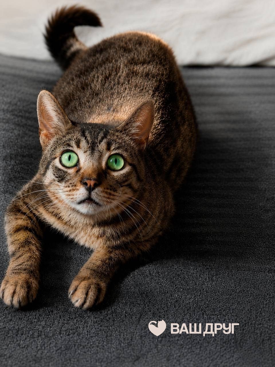 Котёнок Феникс