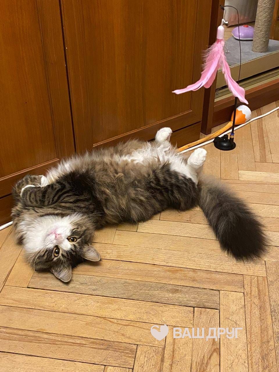 Главное фото Фредди Мяукури