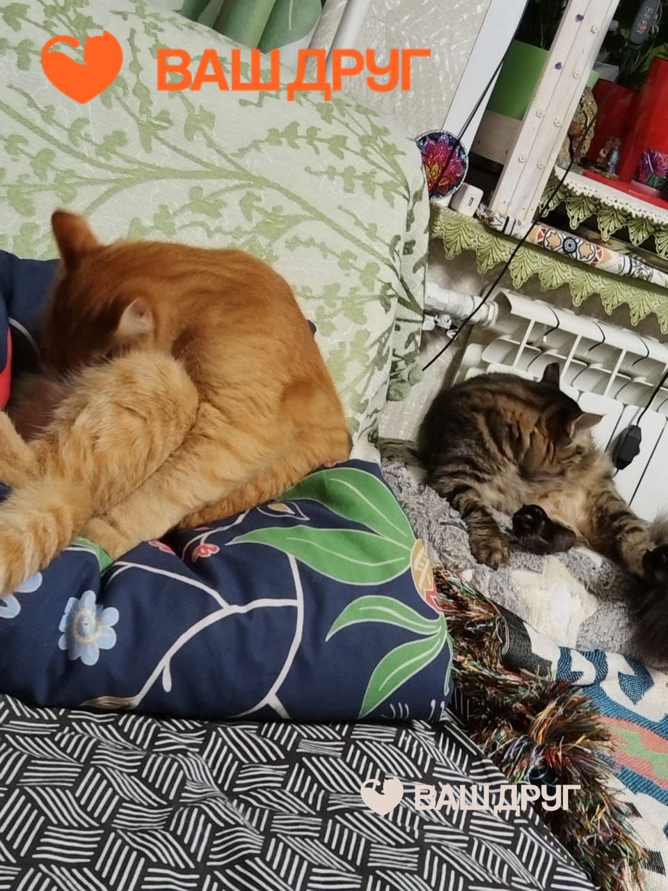 Главное фото Фрейя