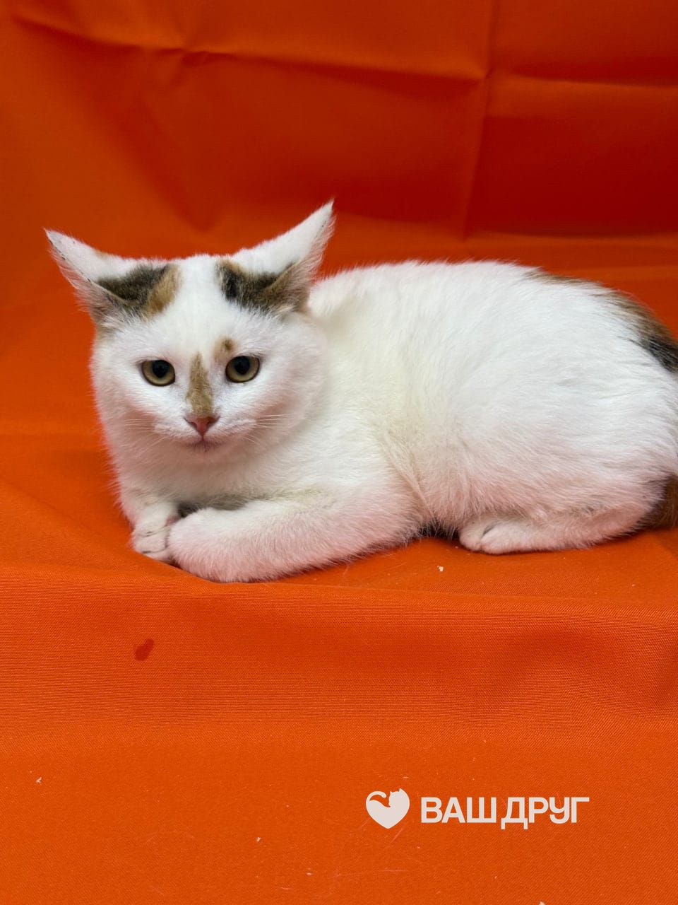 Котёнок Ириска