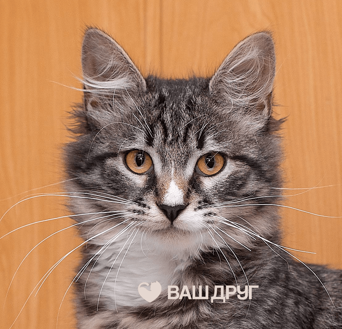 Главное фото Кэтти