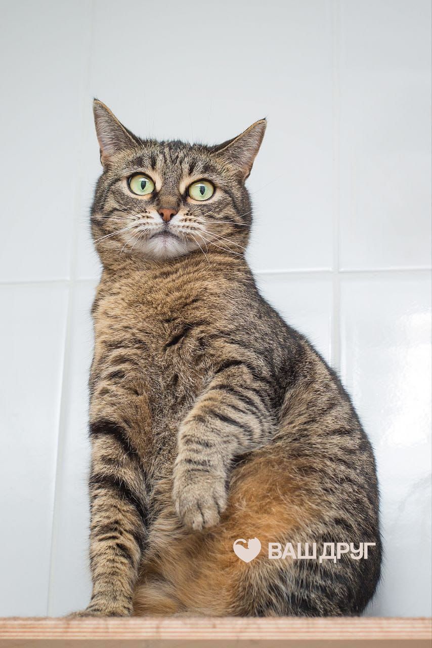 Главное фото Крис