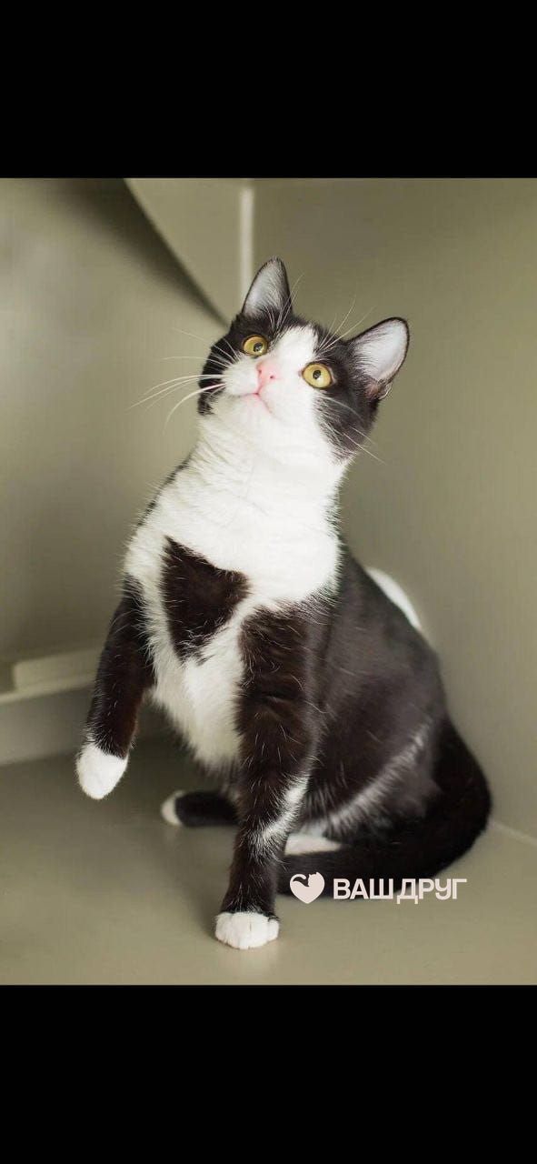 Котёнок Лаки