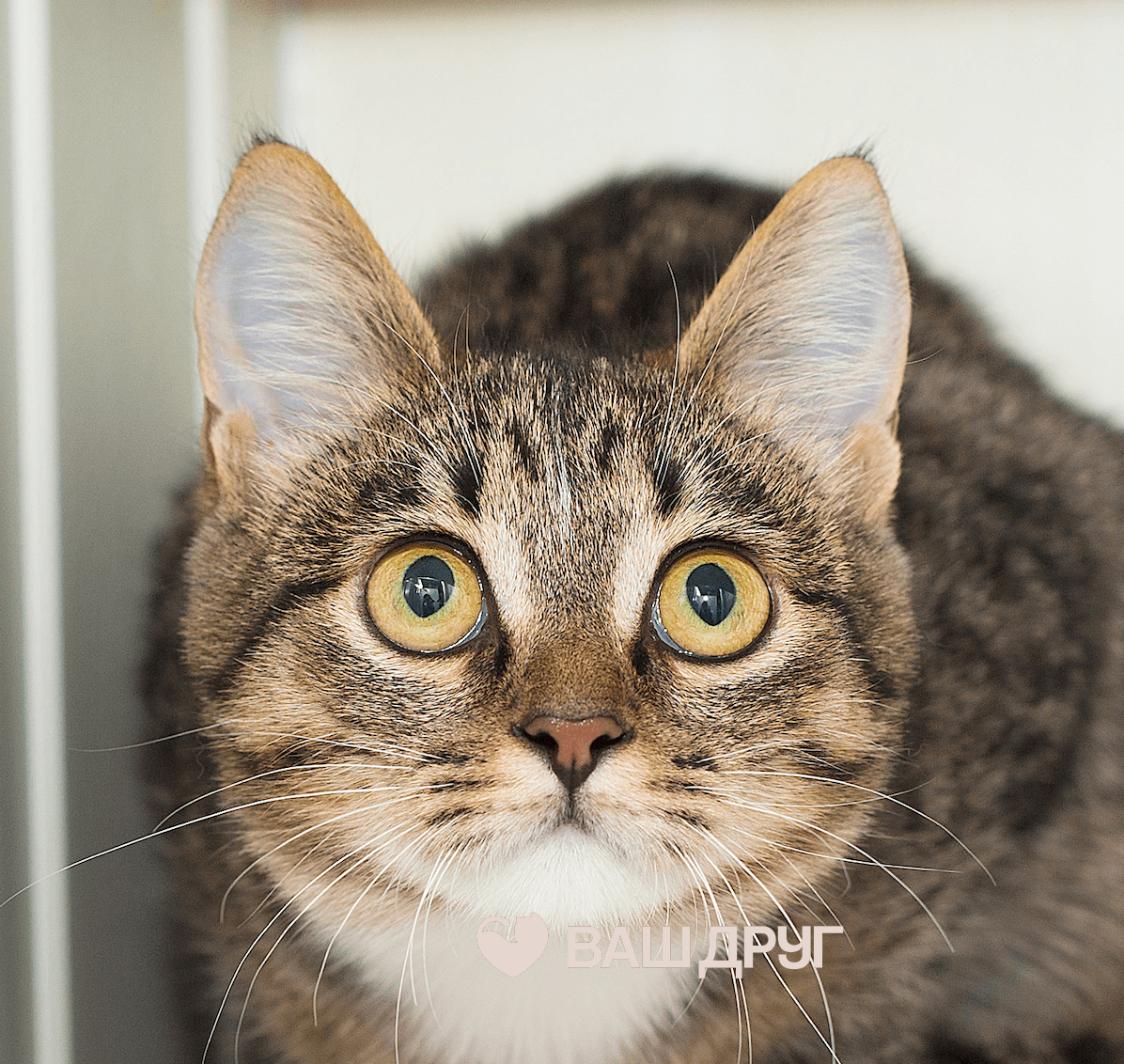 Котёнок Лапка