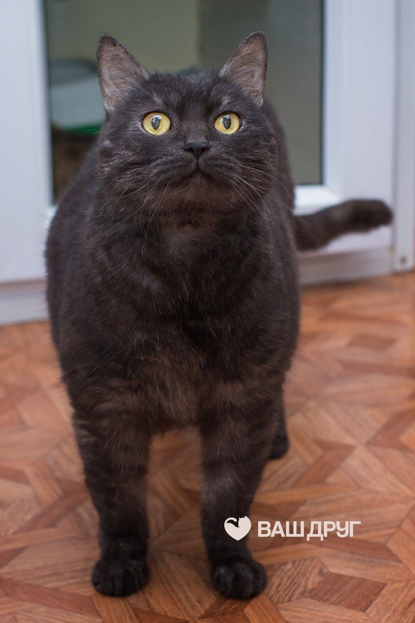 Главное фото Лева