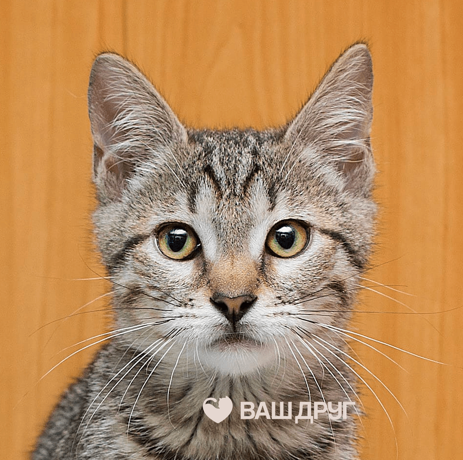 Котёнок Мегги