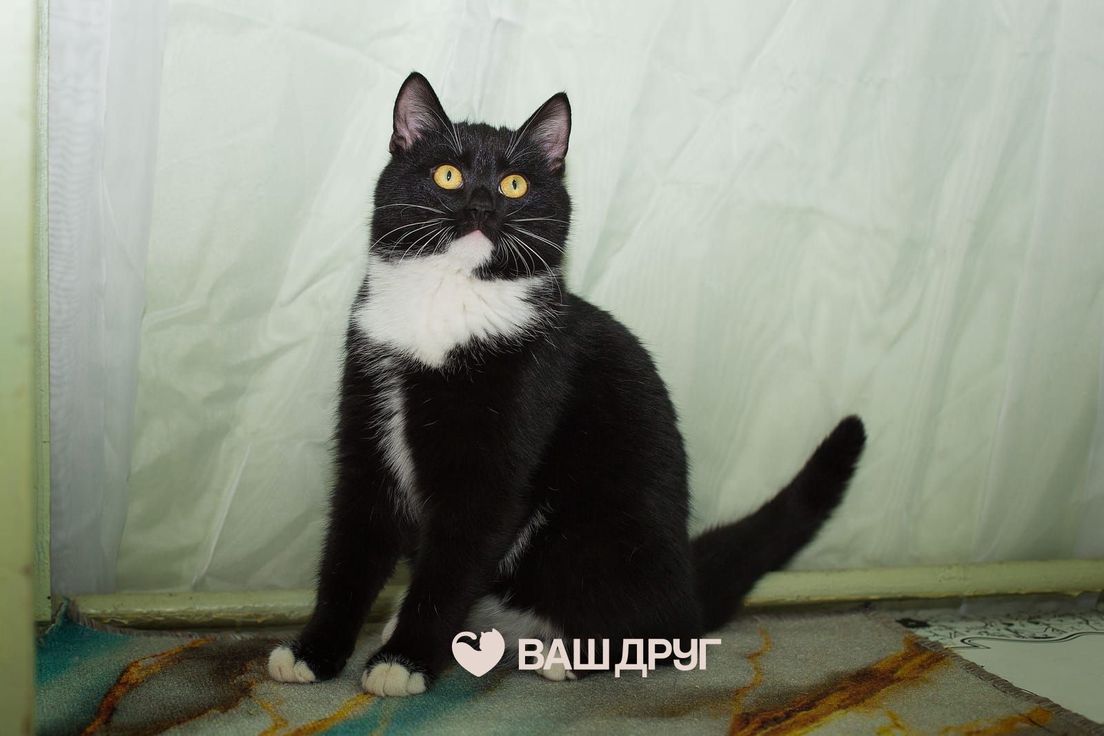 Котёнок Мишаня