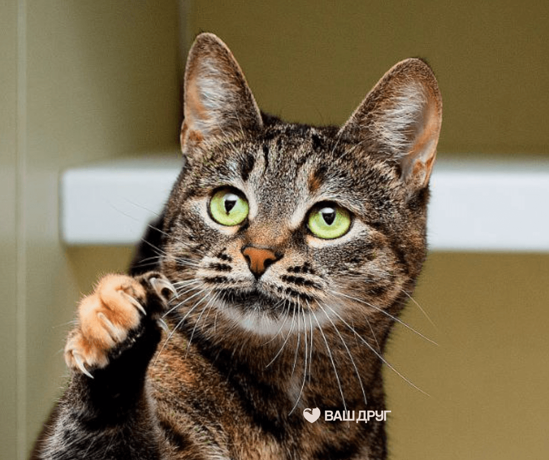 Главное фото Мия