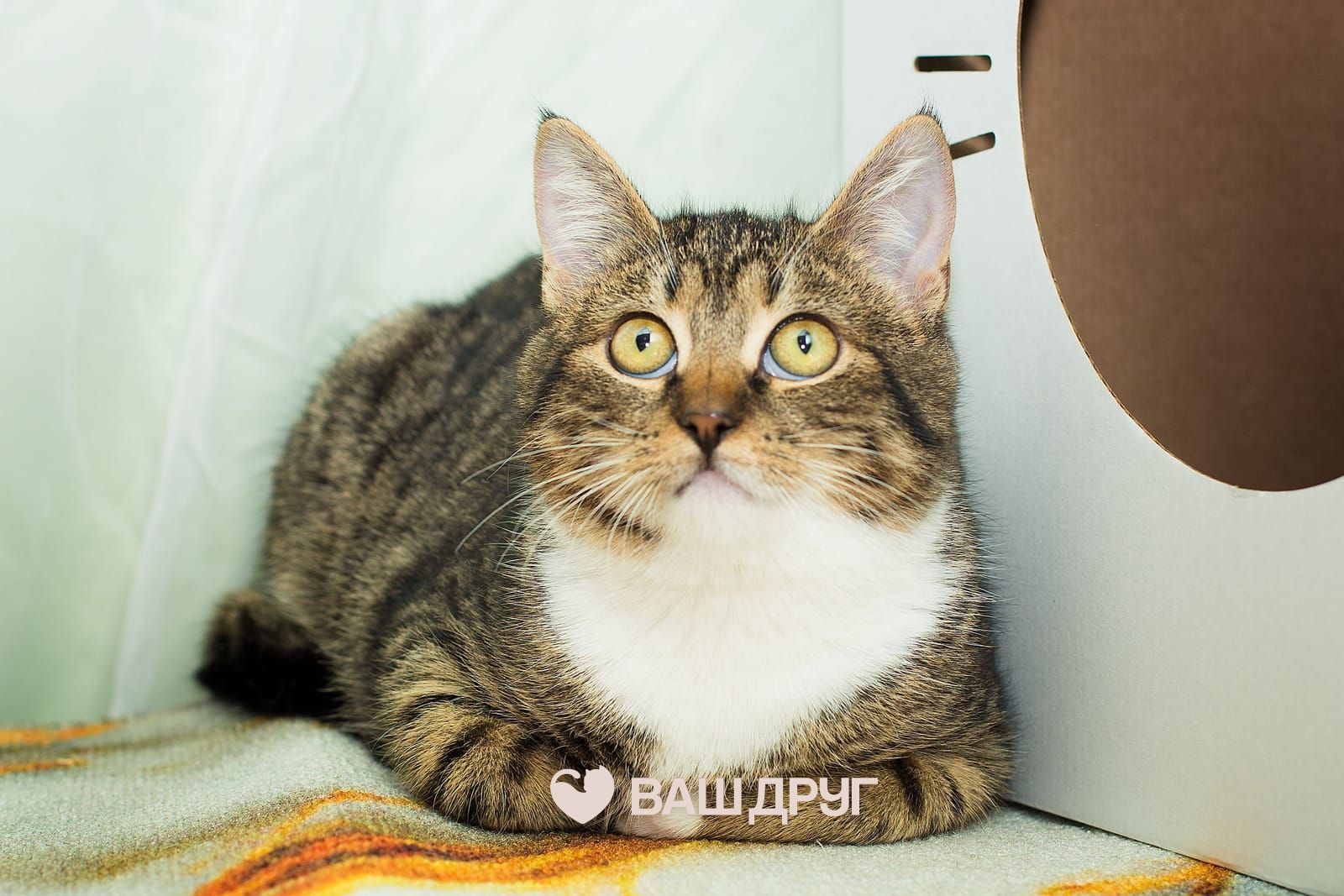 Котёнок МиЯ