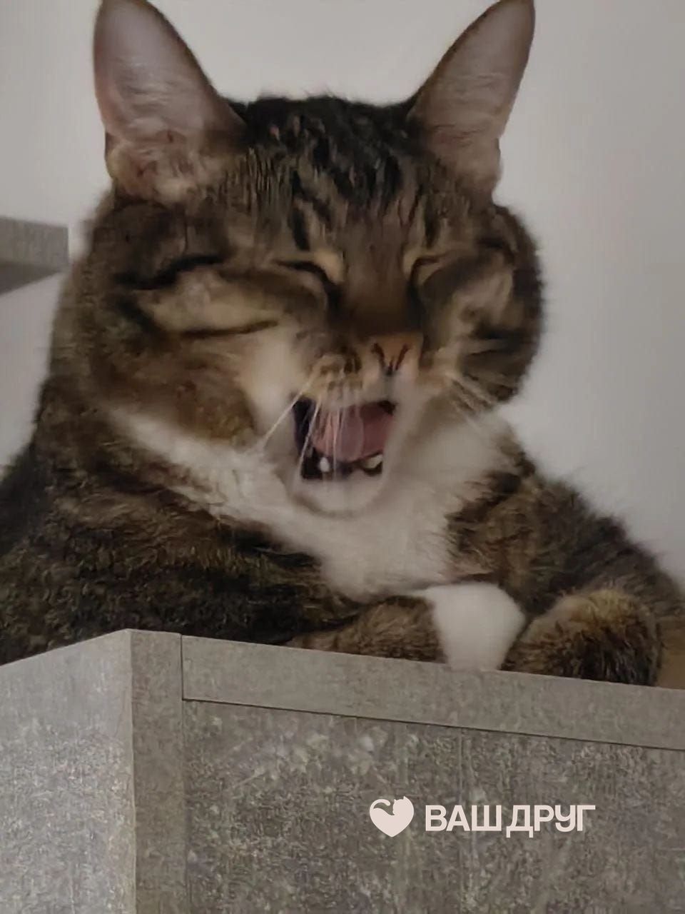 Котёнок Мотли