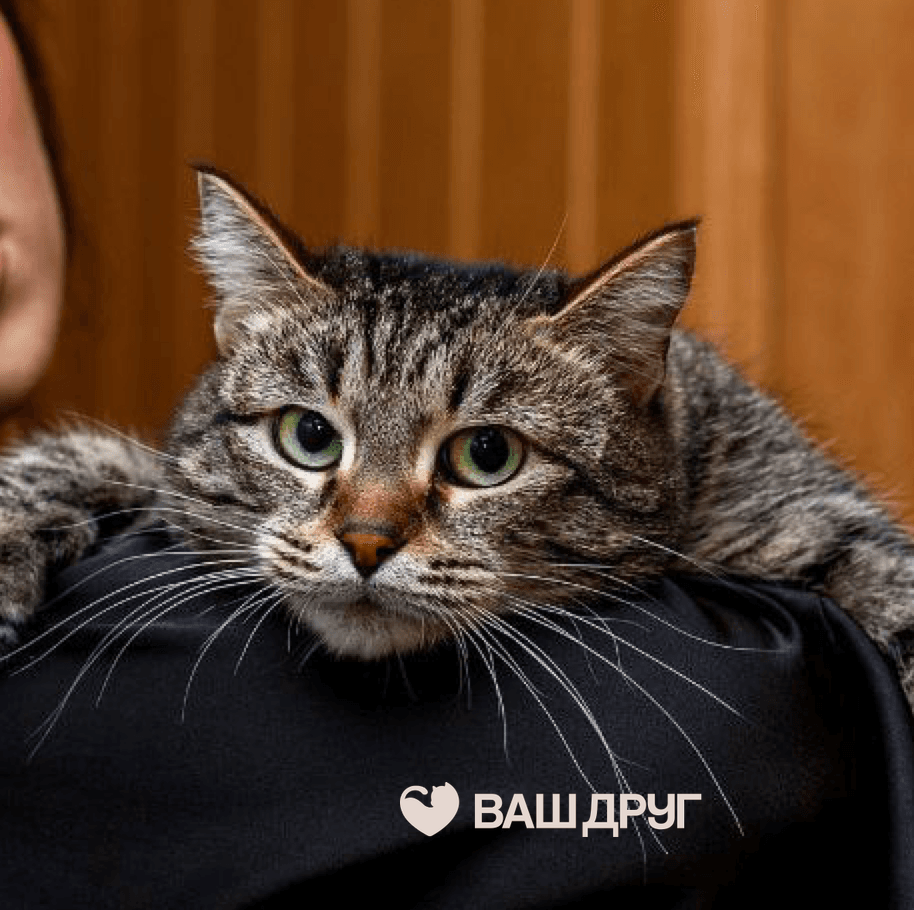 Главное фото Мура