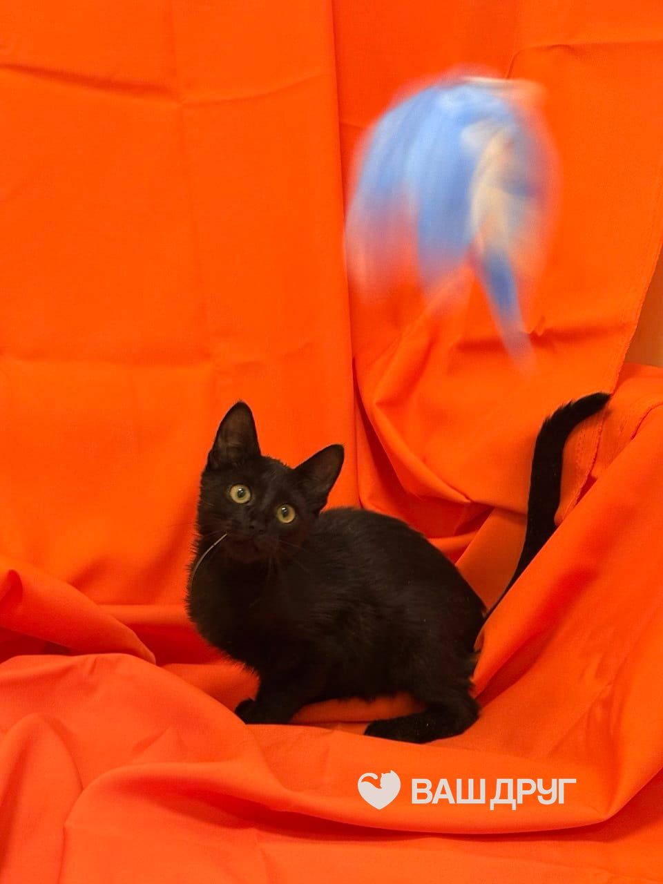 Мяон
