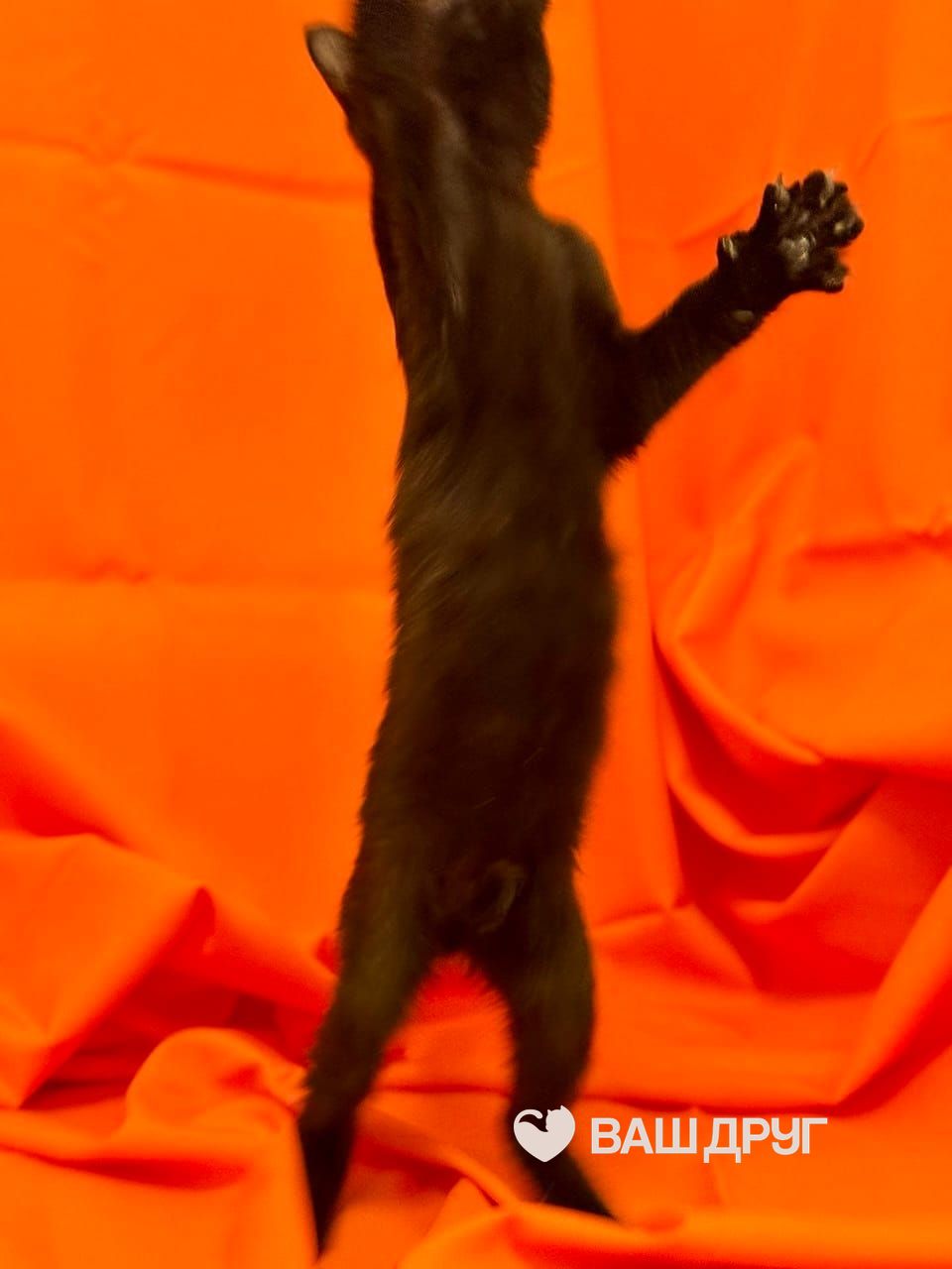Мяон