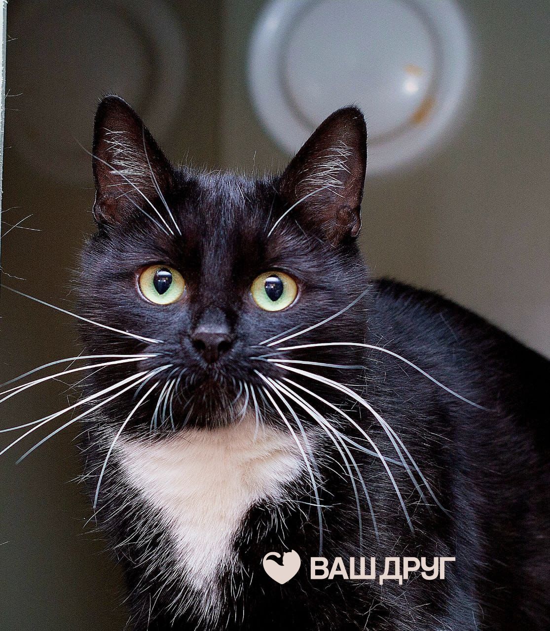 Котёнок Пелагея