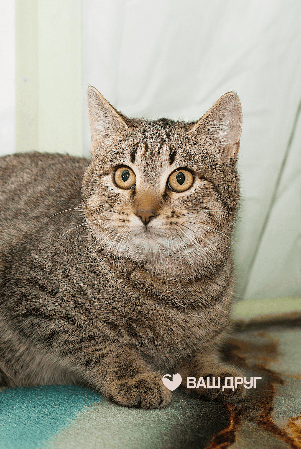 Котёнок Серега