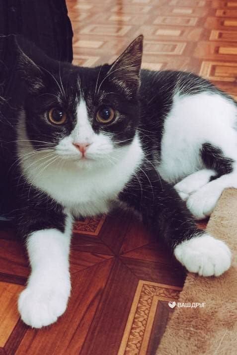 Котёнок Шашка