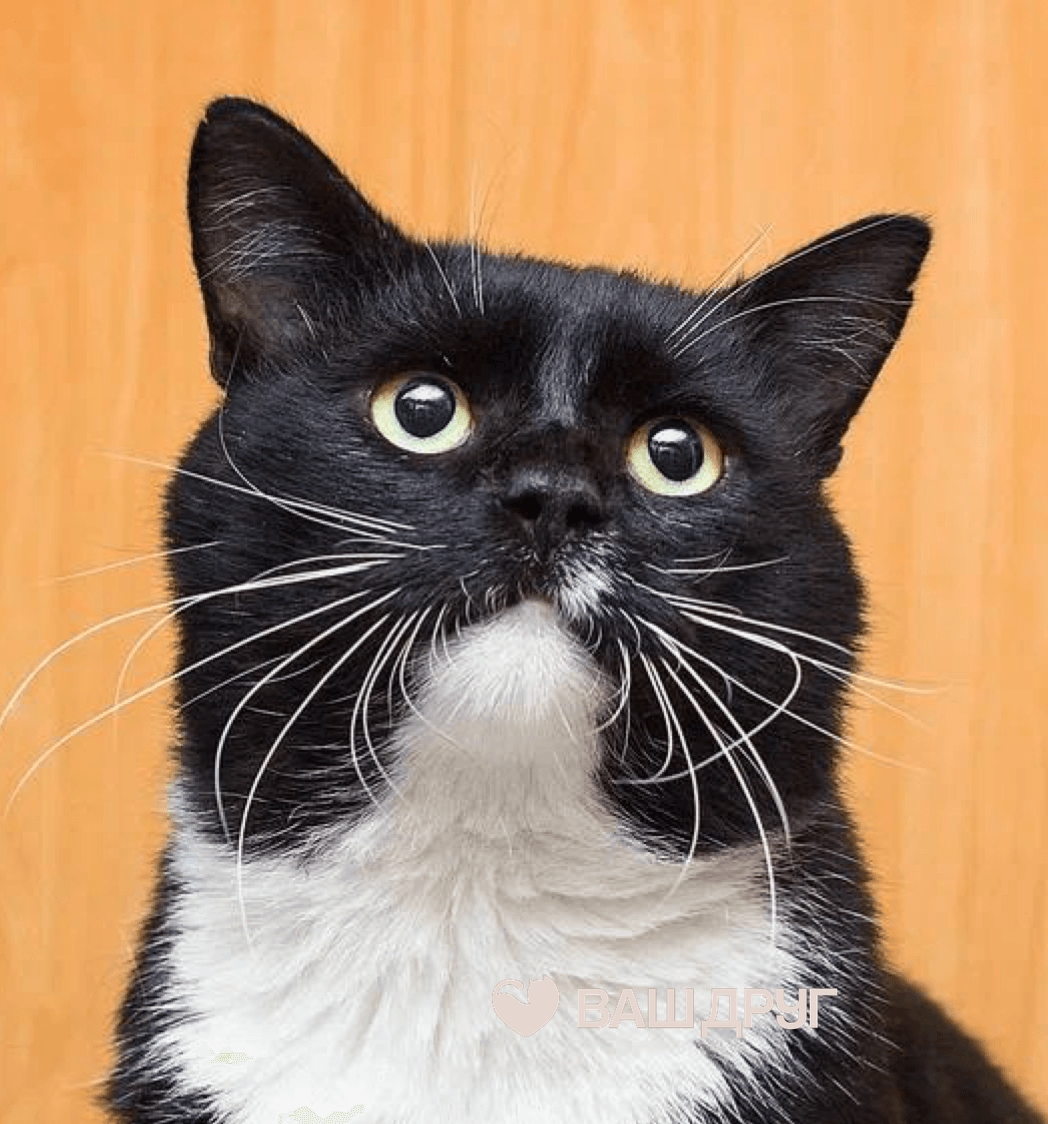 Котёнок Шерлок