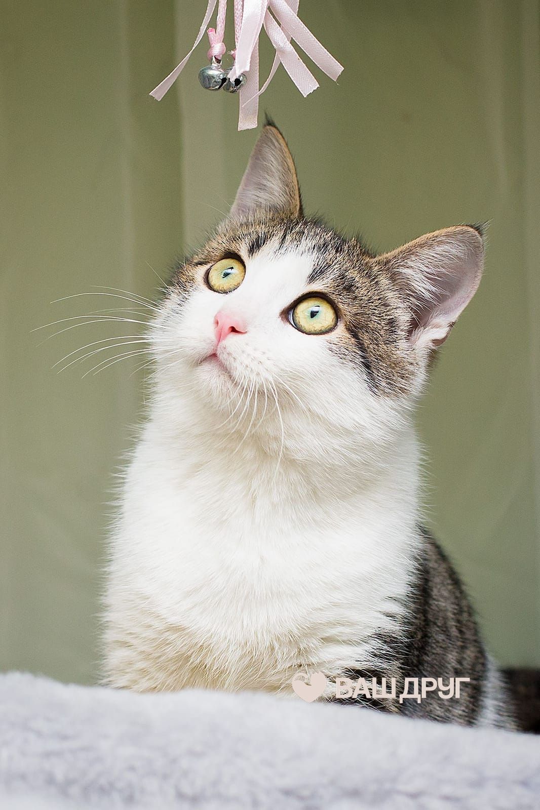 Котёнок Степан