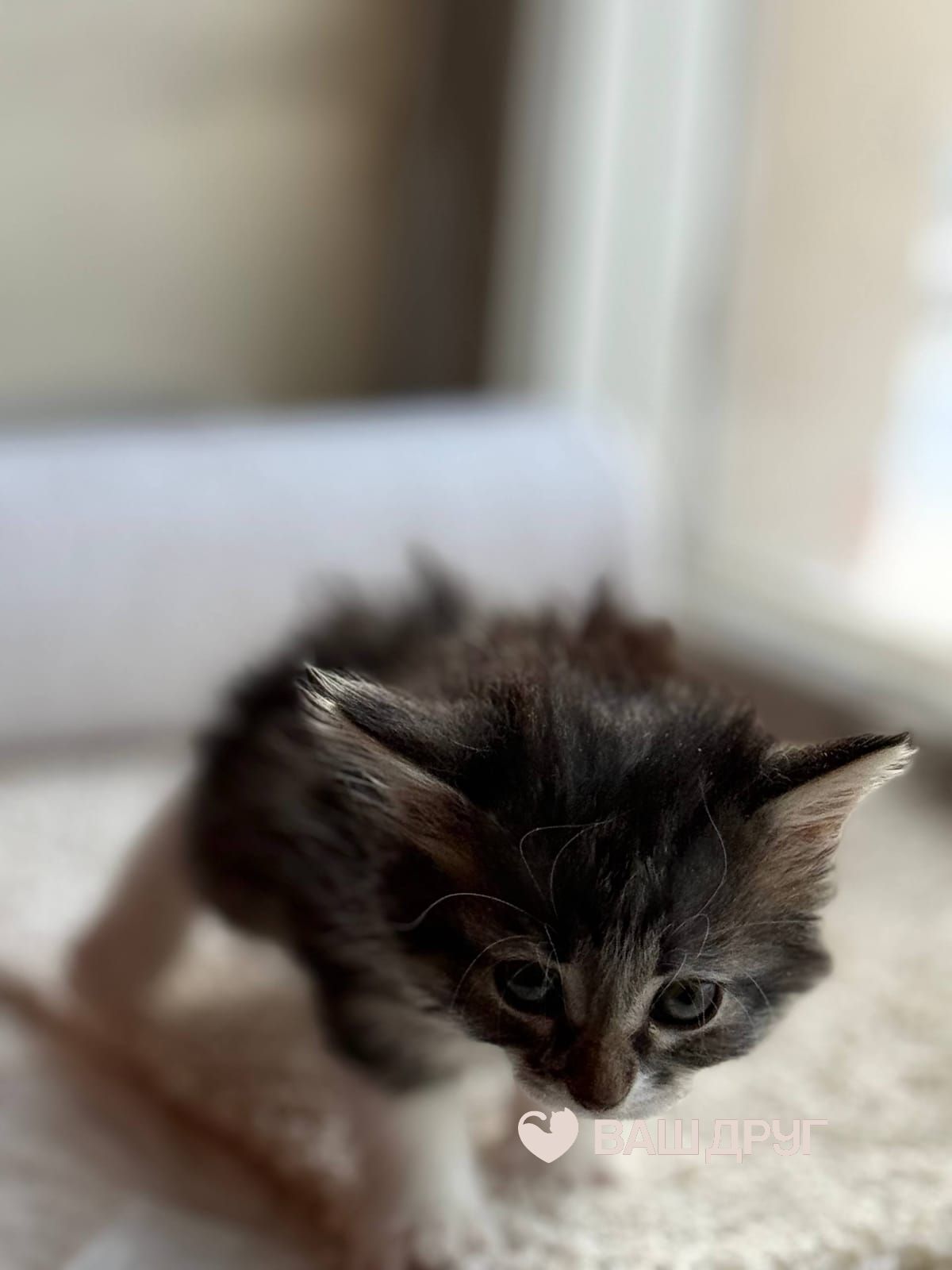 Сёма (Семён)