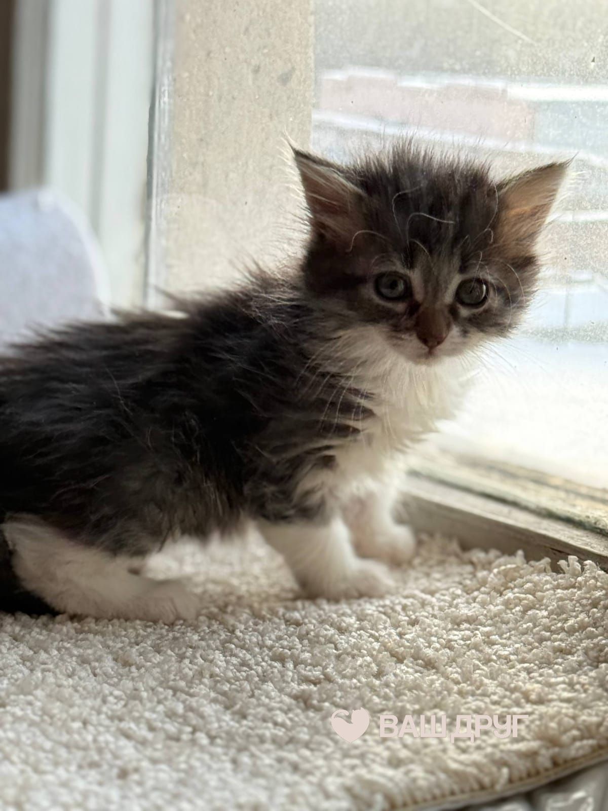 Сёма (Семён)