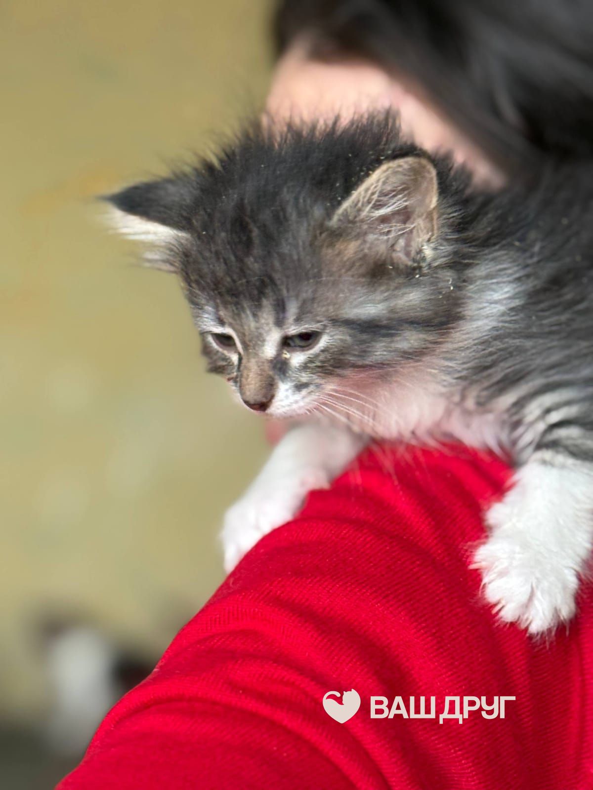 Сёма (Семён)