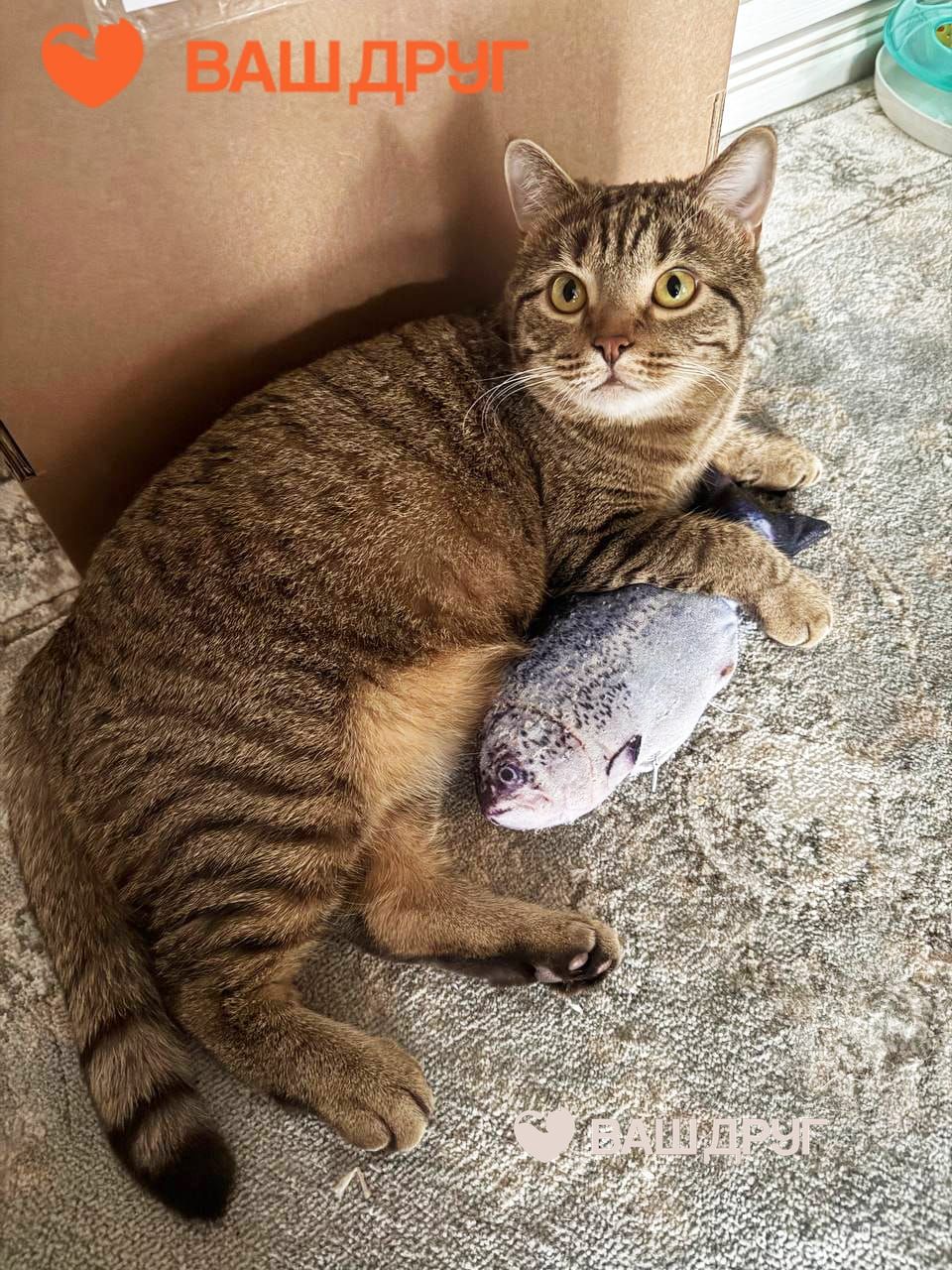 Котёнок Тимофей