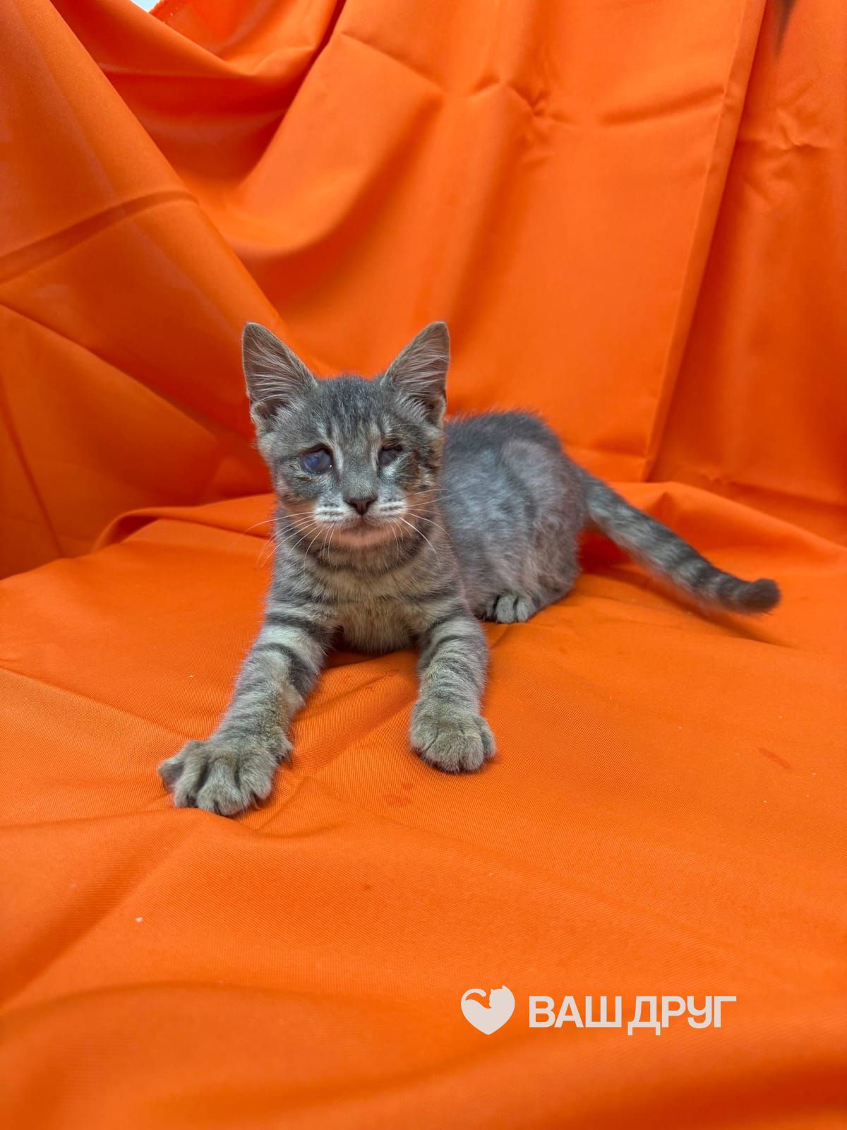 Котёнок Томас