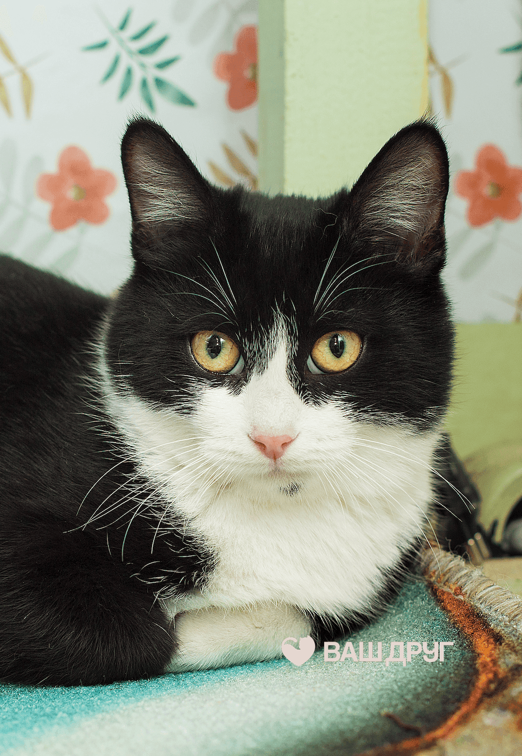 Котёнок Веня